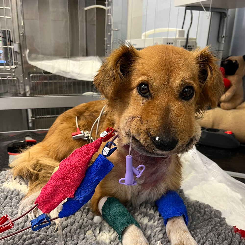 cane con morso di vipera sottoposto a emodialisi