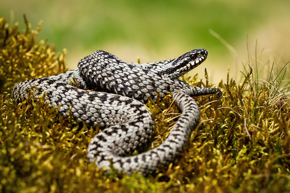 vipera berus, marasso